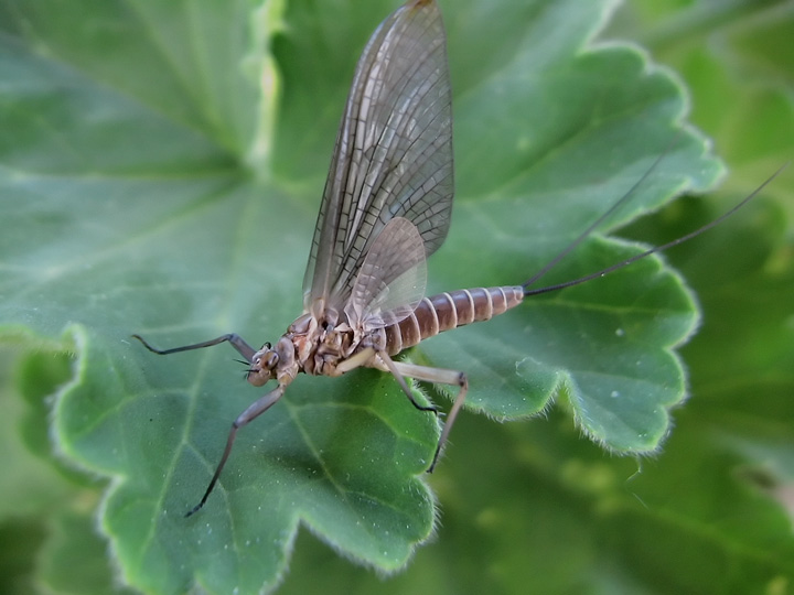 Rhithrogena semicolorata