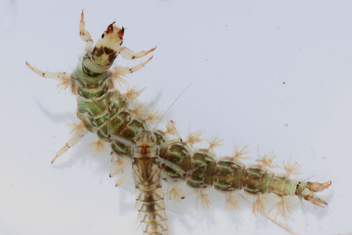 Larva di Rhyacophilidae