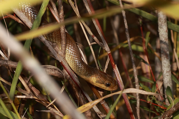 Serpente da identificare