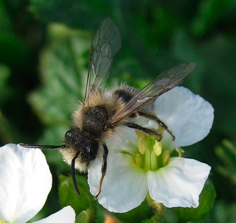 Colletes?