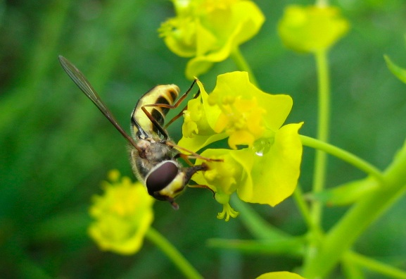 Eupeodes nitens?