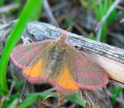 Lythria purpuraria e Panemeria tenebrata