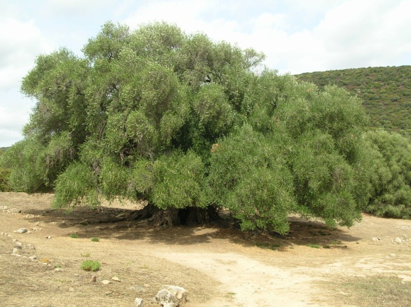 Olivastro Olea Silvestris