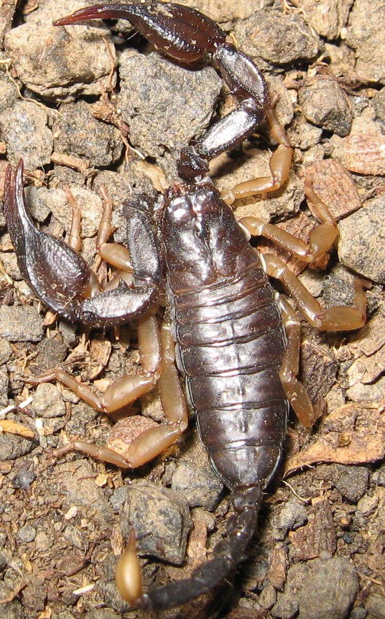 Euscorpius sp.