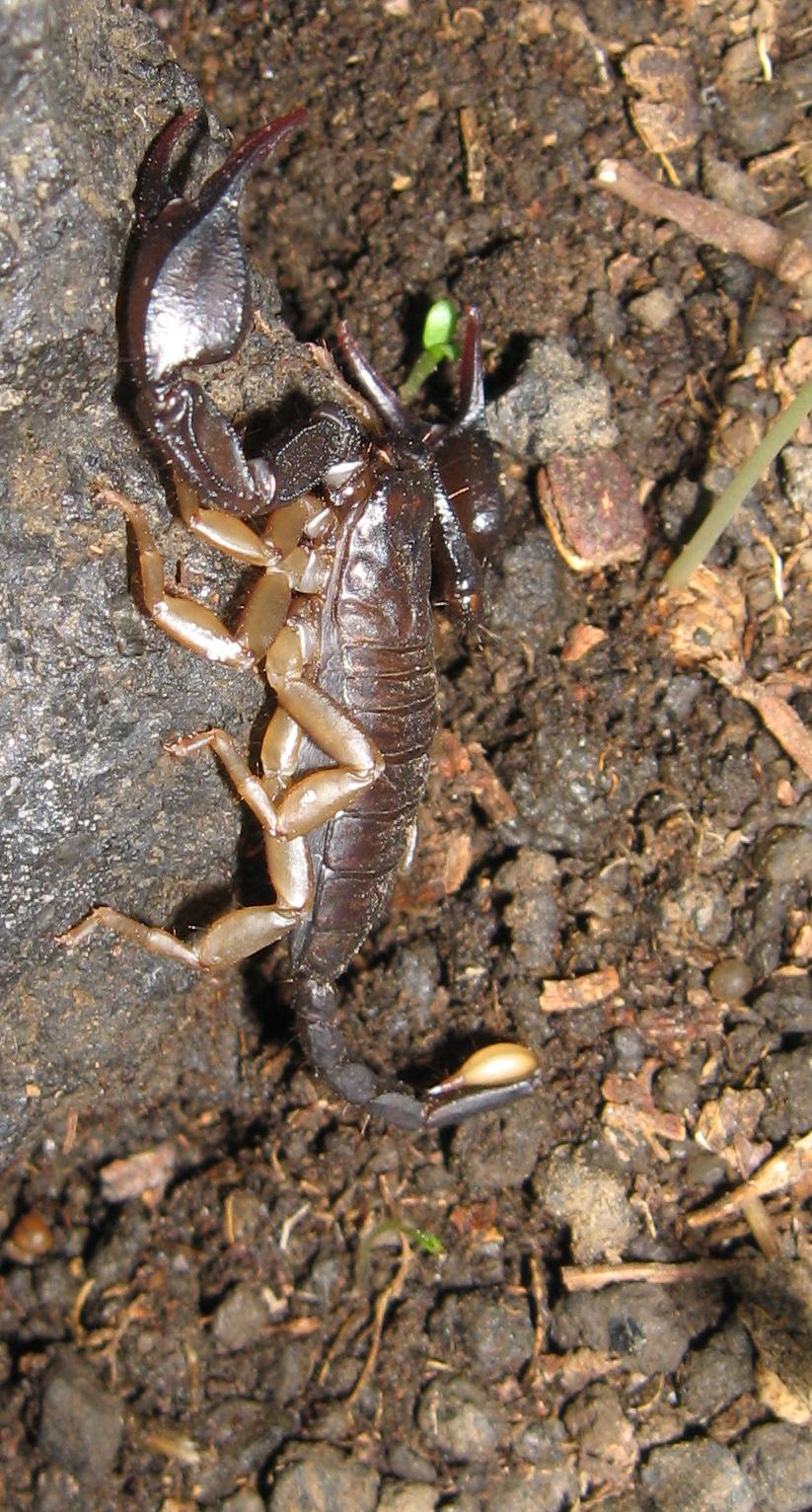 Euscorpius sp.