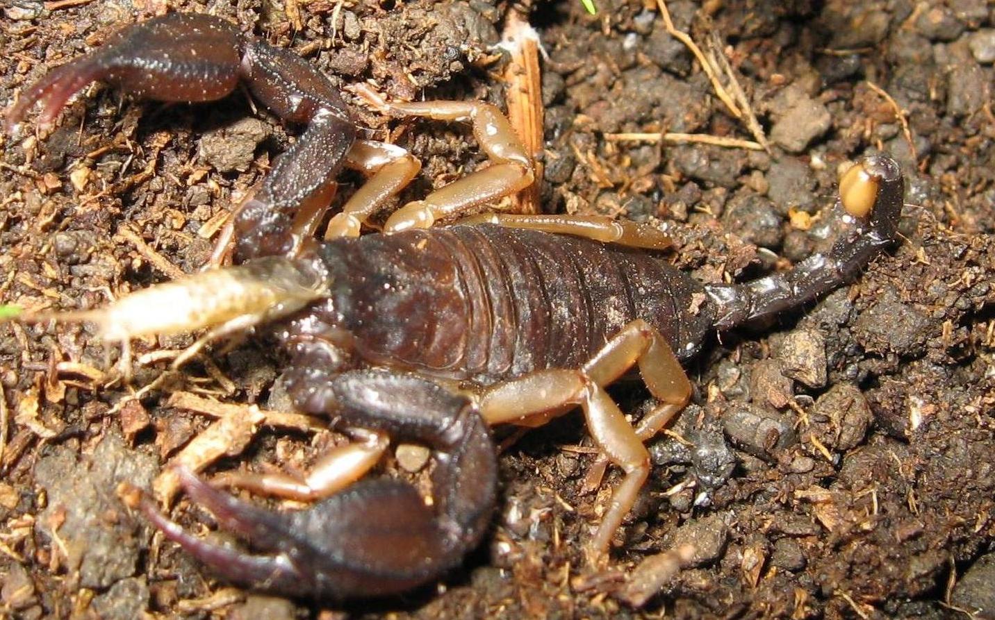 Euscorpius sp.