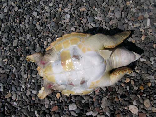 Caretta caretta