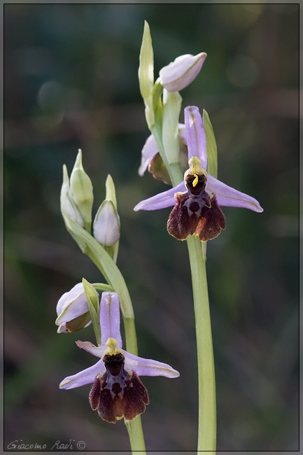 Ophrys exaltata subsp Tyrrhena