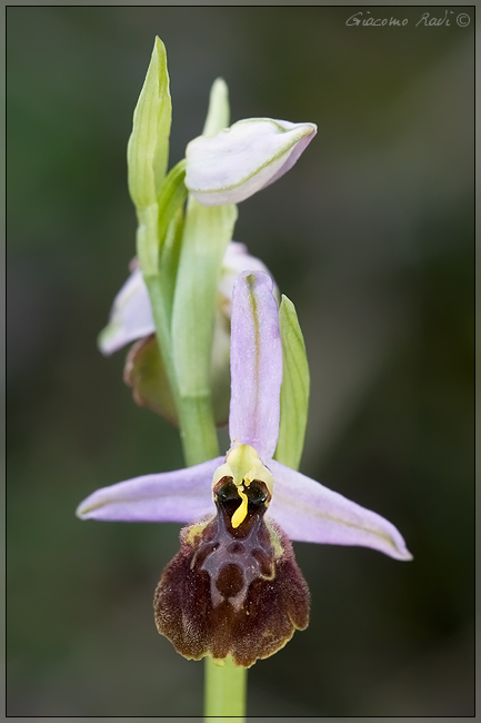 Ophrys exaltata subsp Tyrrhena