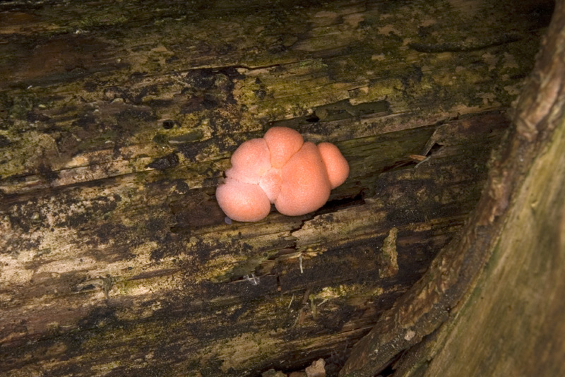 Lycogala epidendron