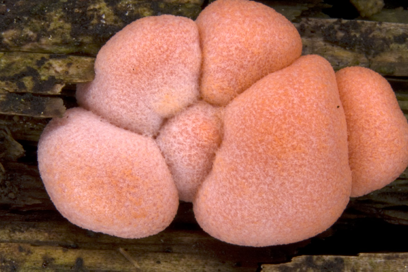 Lycogala epidendron