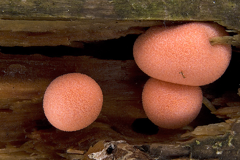 Lycogala epidendron