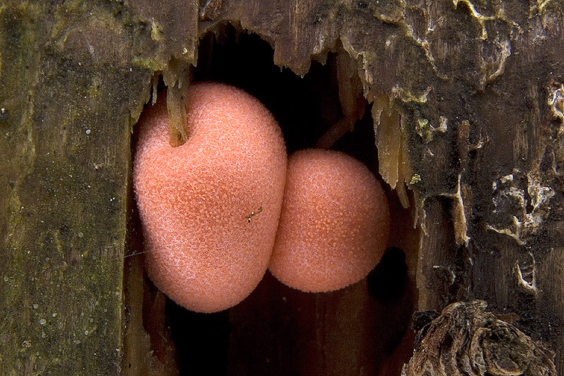 Lycogala epidendron