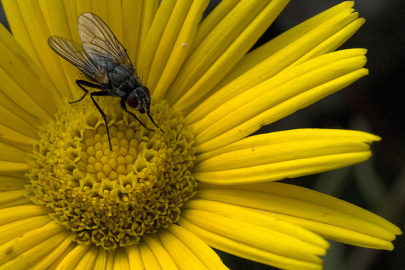 Mosca e formica