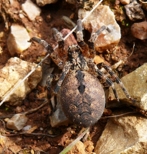 Zoropsis spinimana