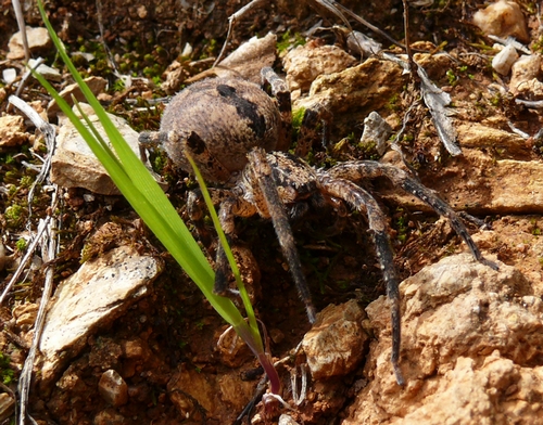 Zoropsis spinimana