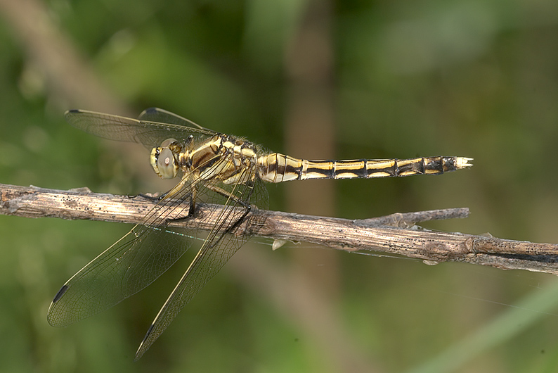 Orthetrum albistylum (Libellulidae)