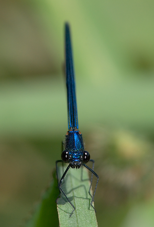 Calopteryx, posa simpatica