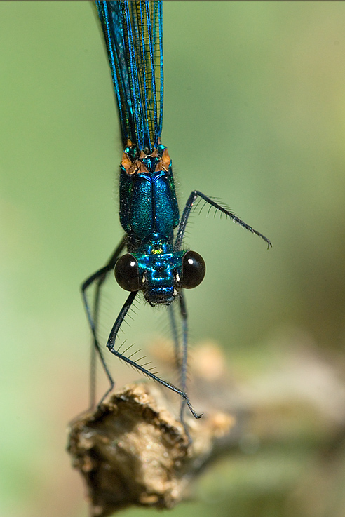 Calopteryx, posa simpatica