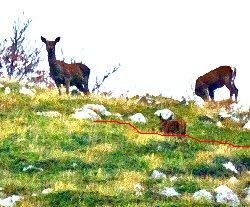 Fotografata per la prima volta la Lince appenninica