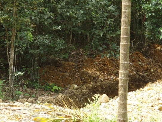 Western Ghats: habitat  del cobra reale