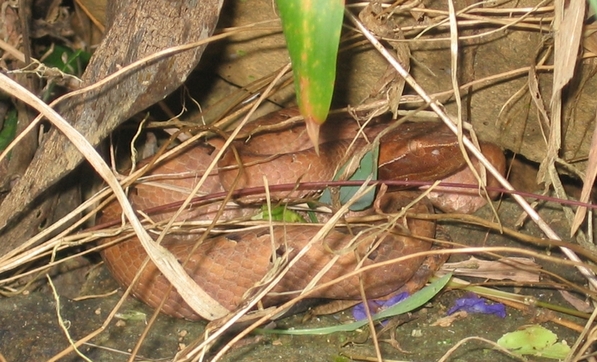 Western Ghats: habitat  del cobra reale