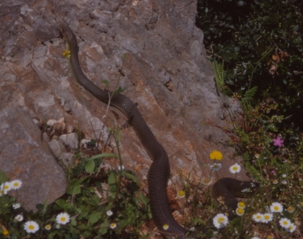 Fotografie in appostamento: Malpolon e Ophiophagus in natura