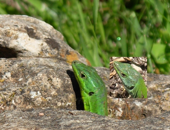 Podarcis waglerianus