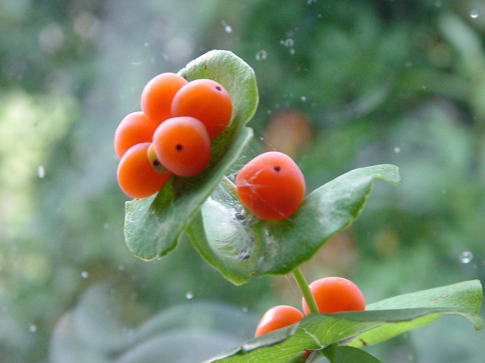 Un aiuto per riconoscere questa pianta! Lonicera cfr.implexa