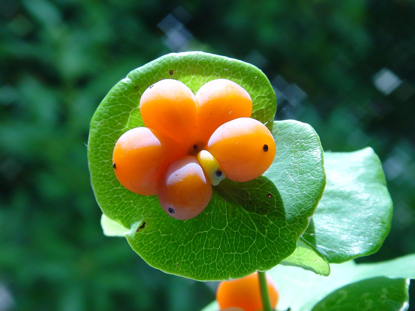 Un aiuto per riconoscere questa pianta! Lonicera cfr.implexa