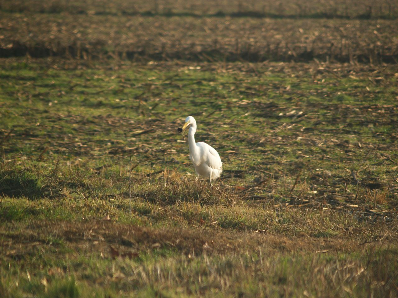 Airone bianco in volo