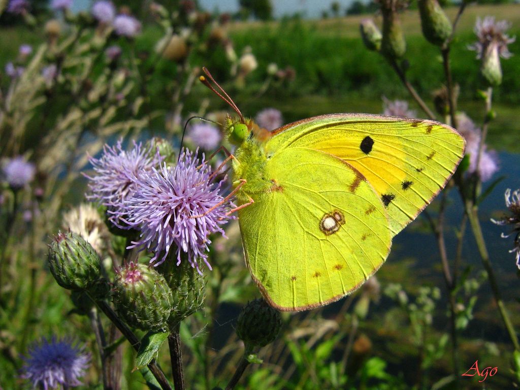 Colias sp., tutte croceus?