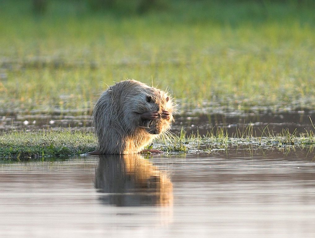 La toilette della nutria 