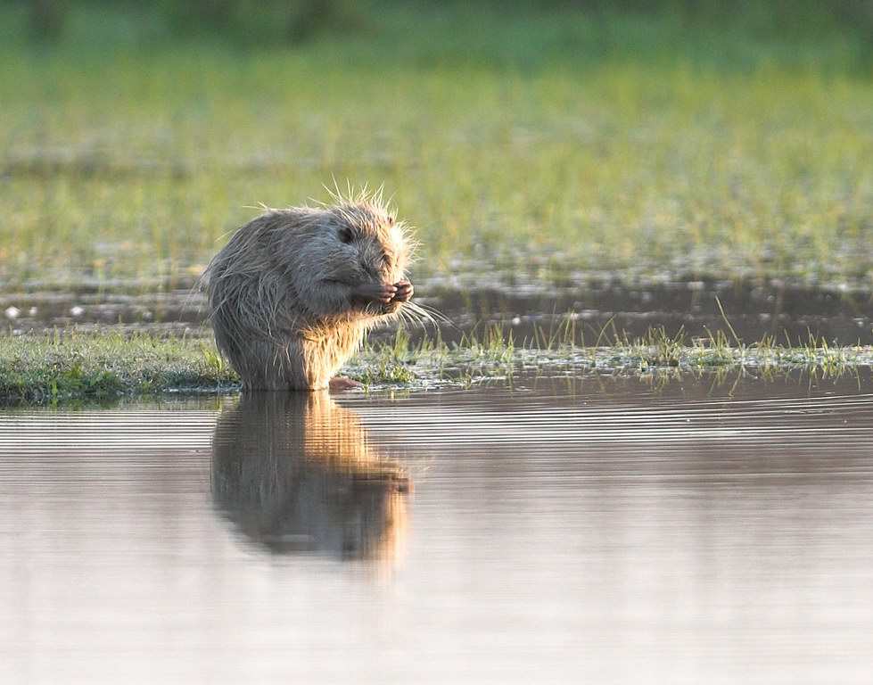 La toilette della nutria 