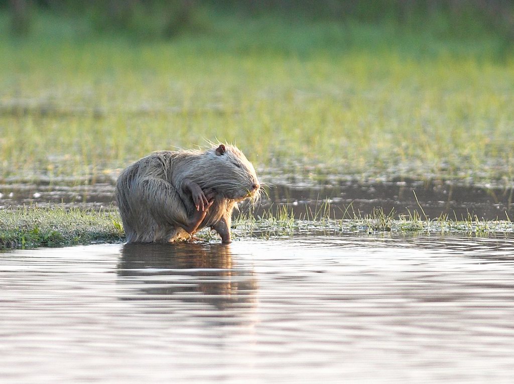 La toilette della nutria 