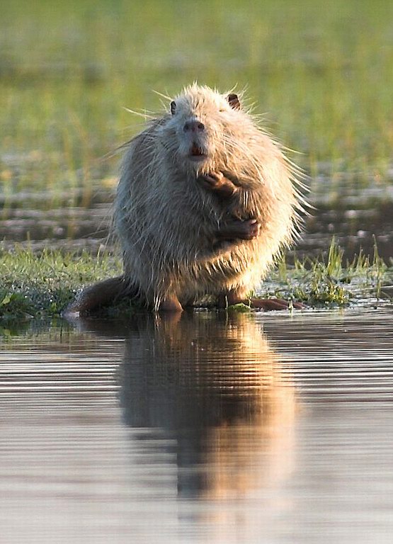 La toilette della nutria 