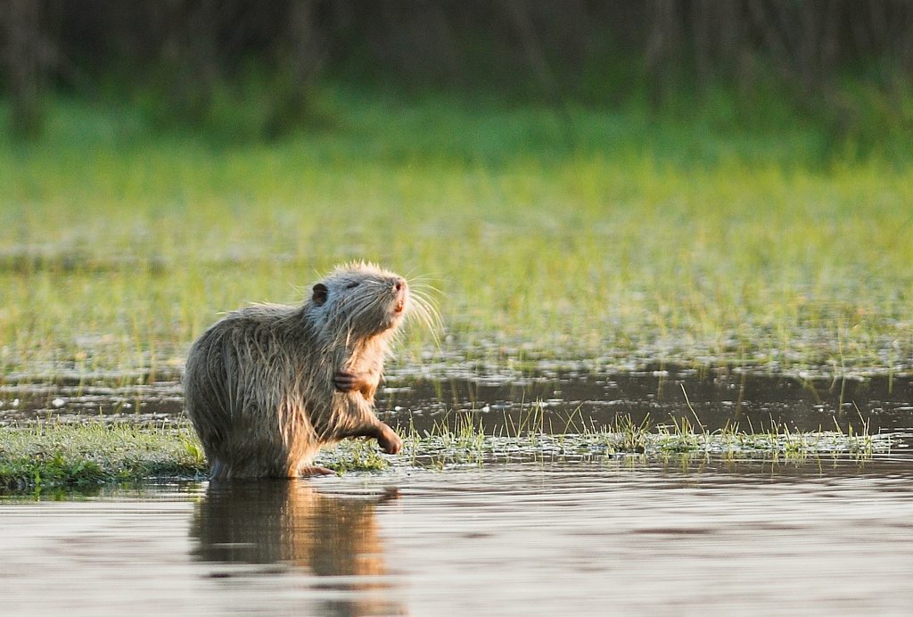 La toilette della nutria 