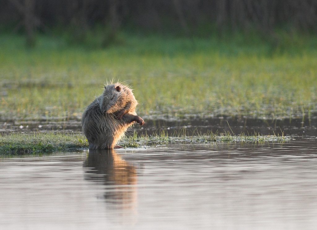 La toilette della nutria 