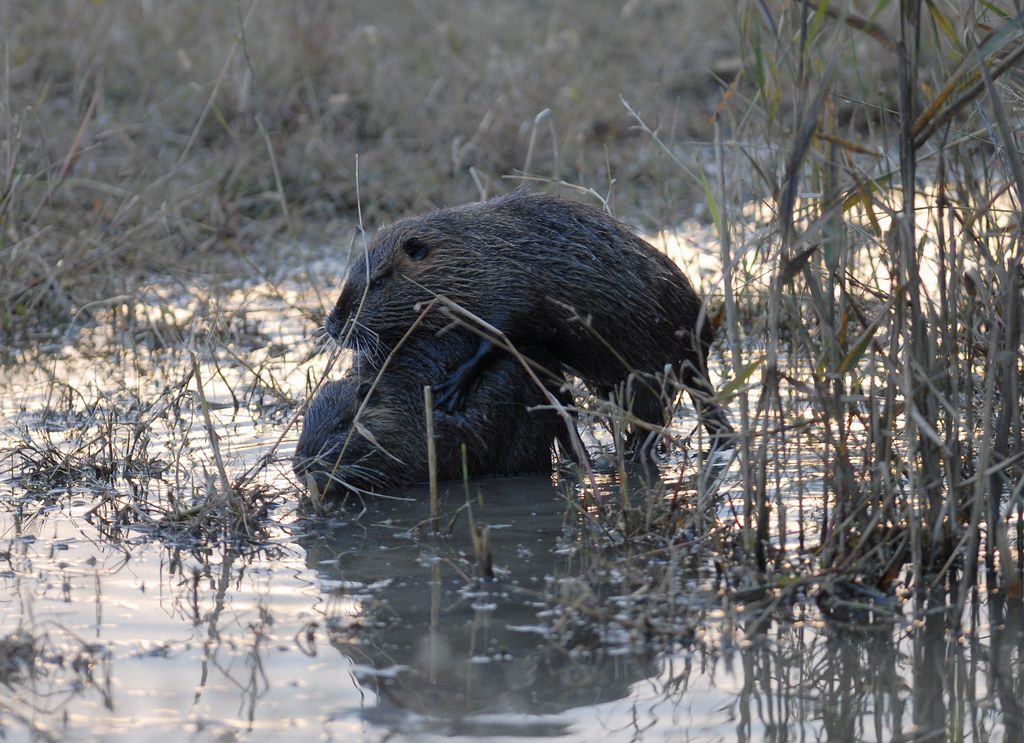 La toilette della nutria 