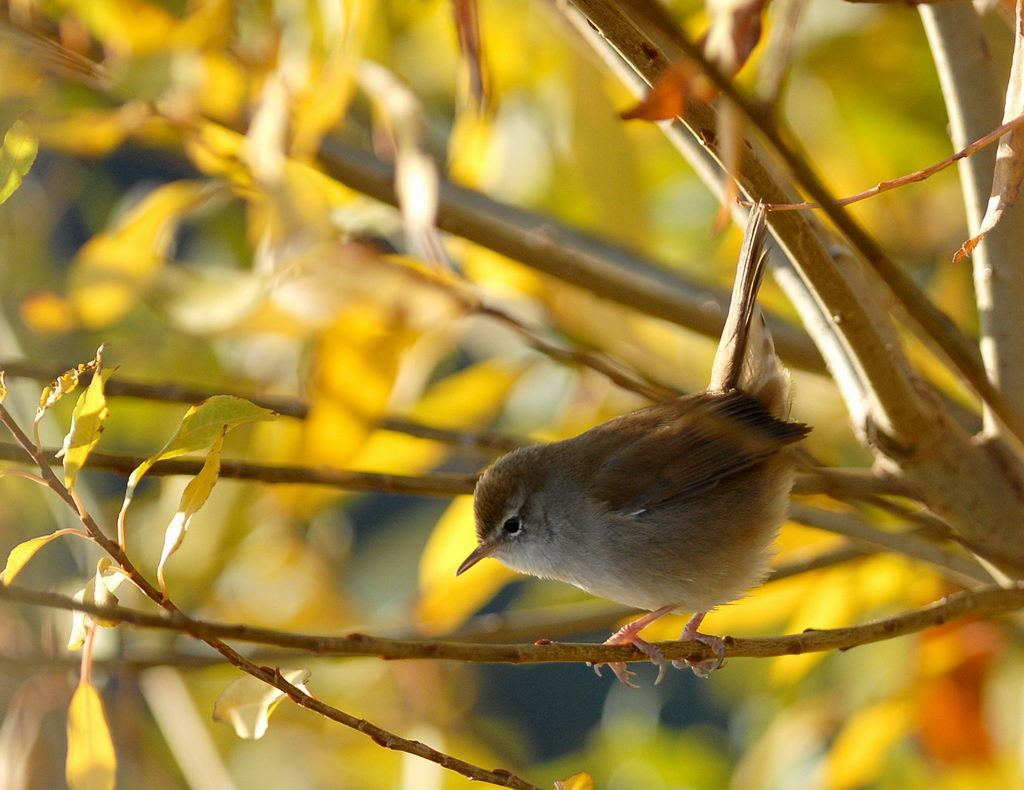 Usignolo di fiume