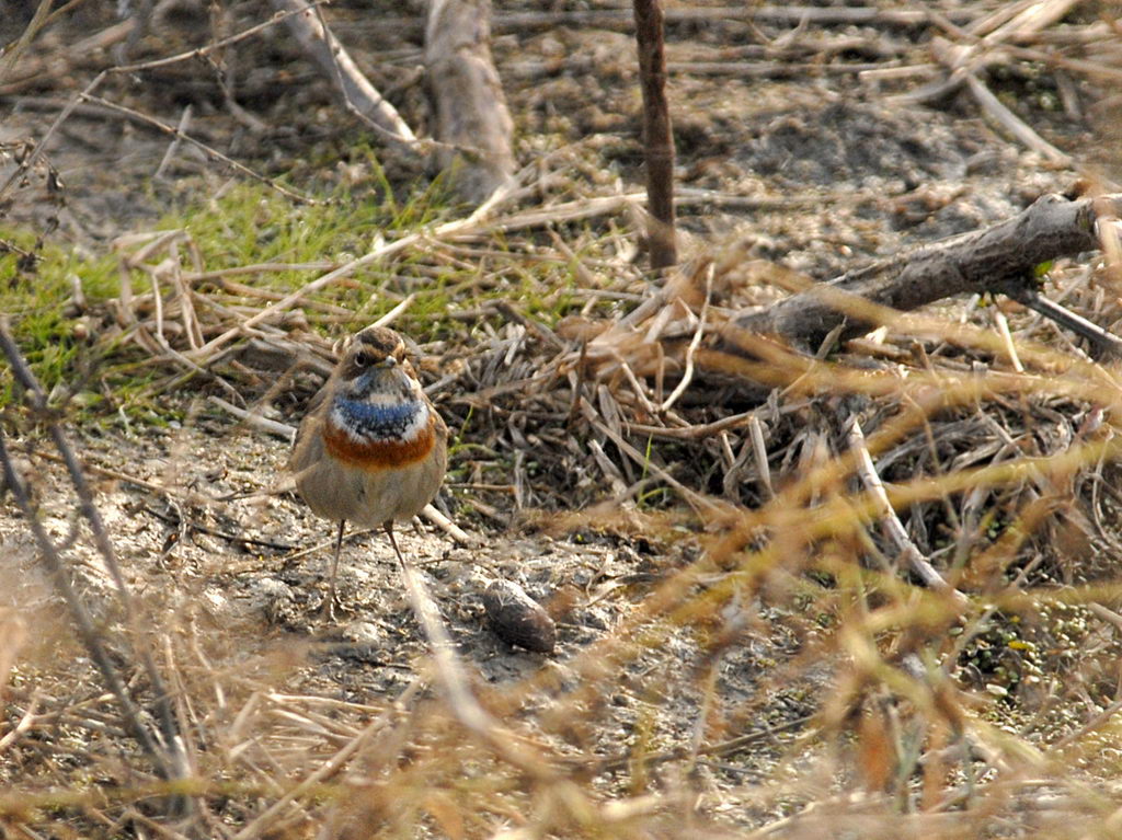 Pettazzurro Luscinia svecica cyanecula