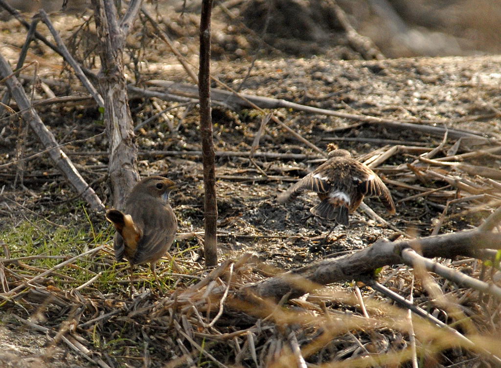 Pettazzurro Luscinia svecica cyanecula