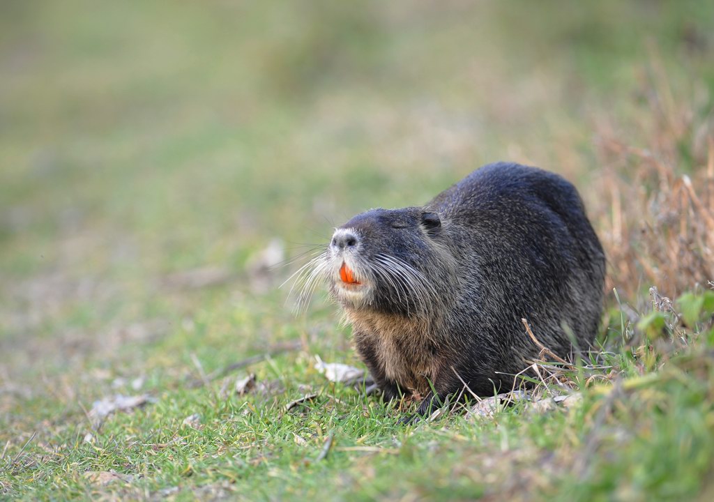 La toilette della nutria 