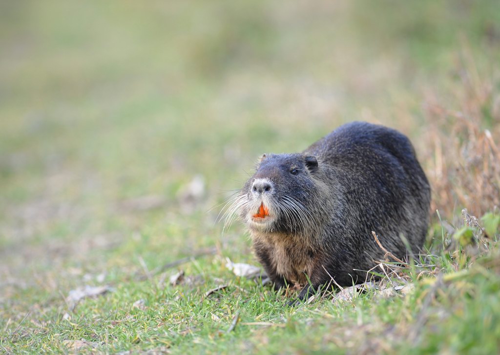 La toilette della nutria 