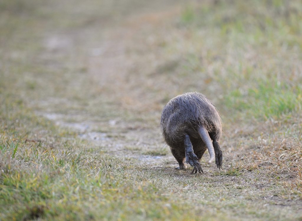 La toilette della nutria 