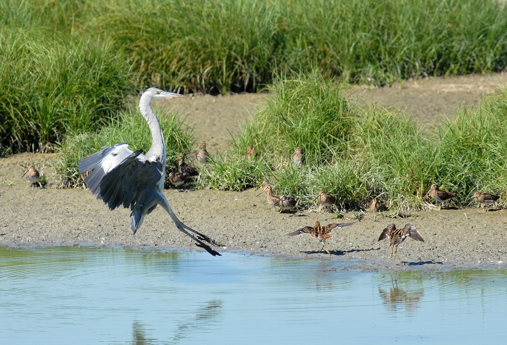 Avifauna humor