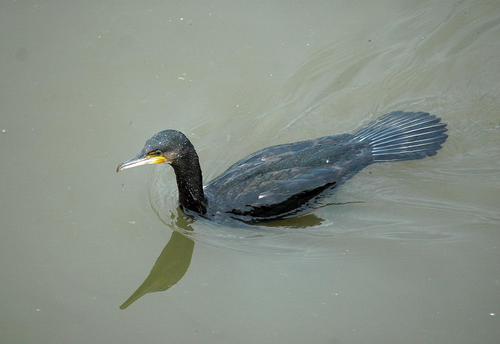 La caccia dei cormorani