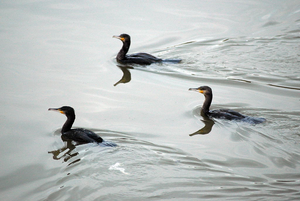 La caccia dei cormorani