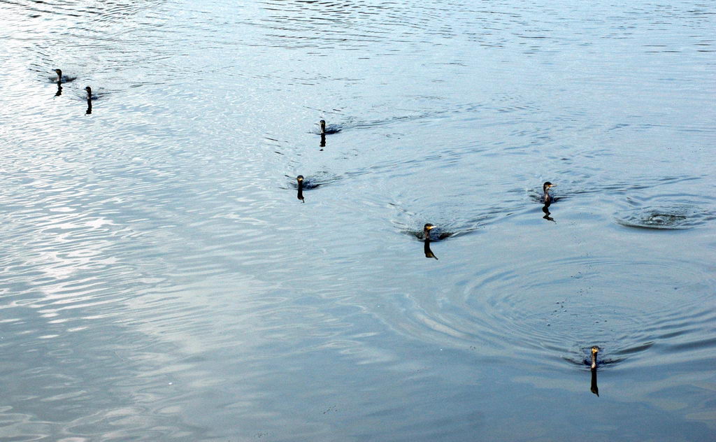 La caccia dei cormorani