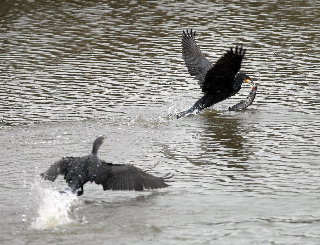 La caccia dei cormorani